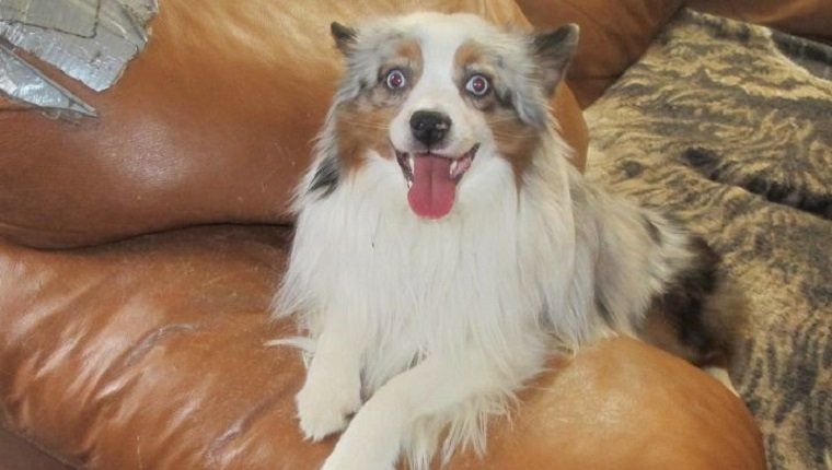 Dog Breeds - 2
