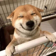 qual o mais bunituu - 2