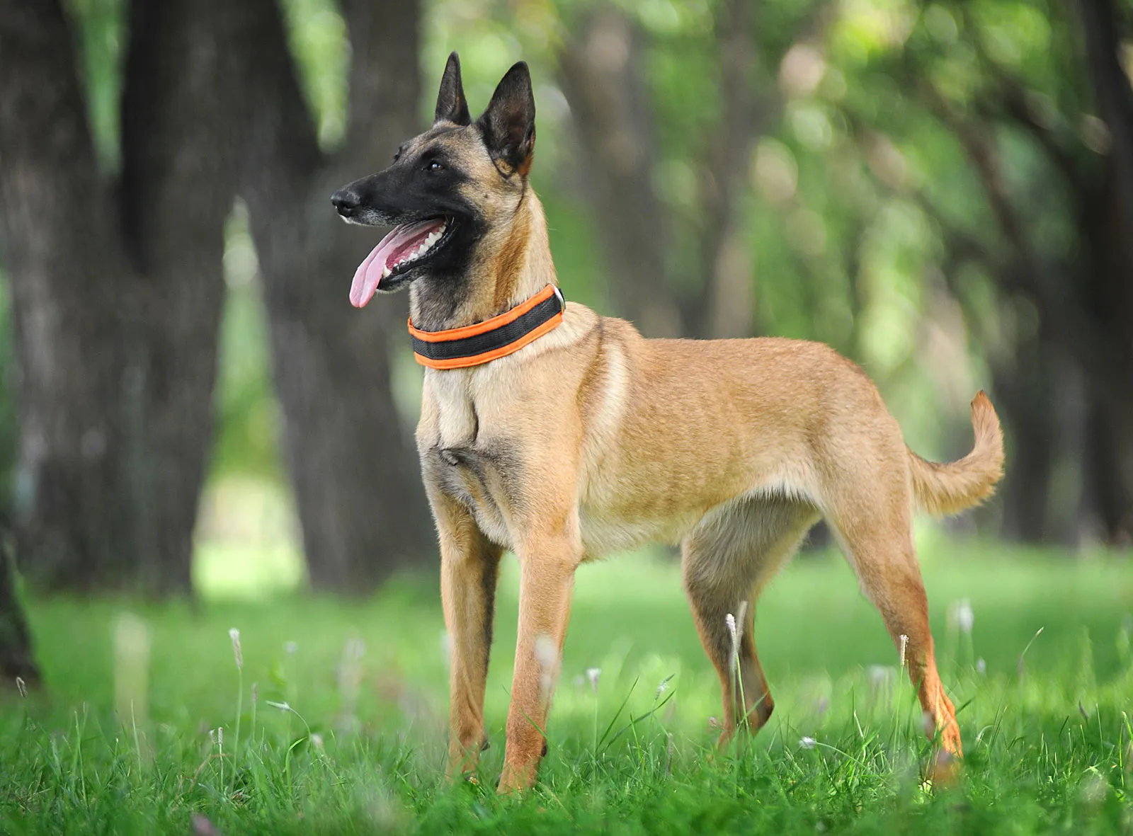 Best Dog Breeds - 1