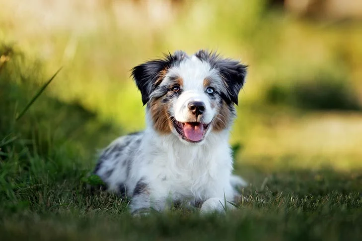 Best Dog Breeds - 2