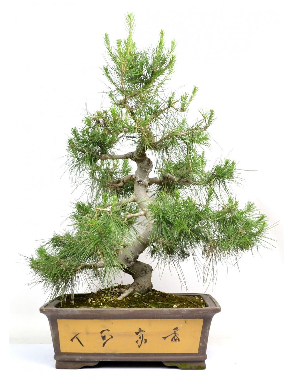 Najładniejsze drzewko bonsai - 1