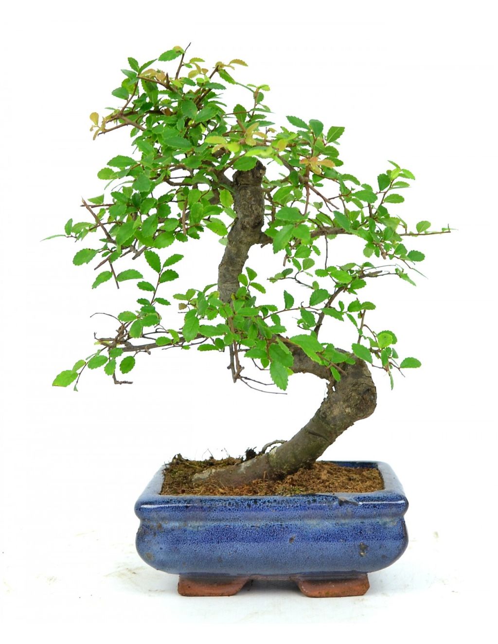 Najładniejsze drzewko bonsai - 2
