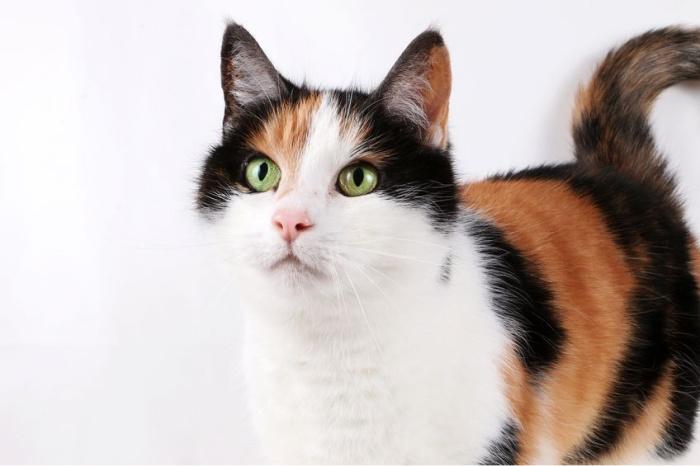 Razza Gatto piรน bello - 1
