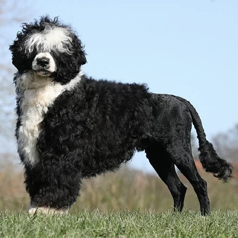 Dog Breeds - 1