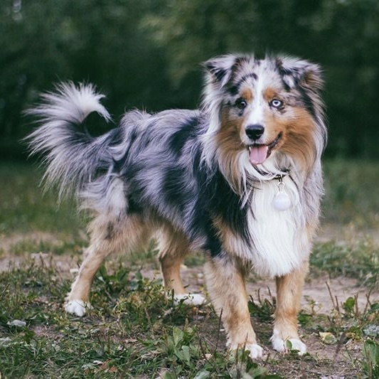 Dog Breeds - 2