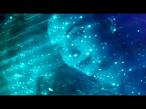 Schmoobin approved songs - 2
