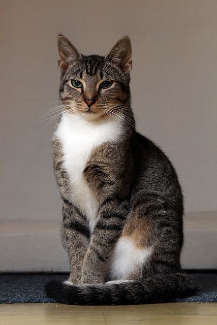 Cat Breeds - 1