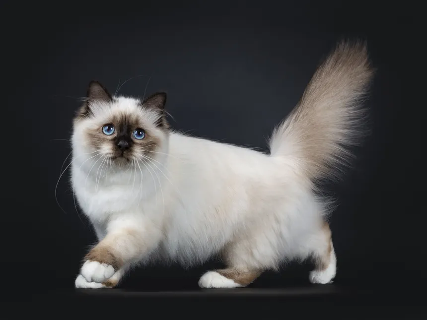 Cat Breeds - 2