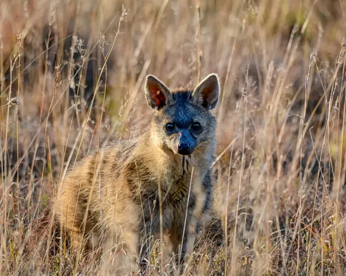 CUTEST ANIMALS - 2