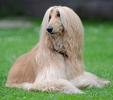 Os crias e o melhor dog - 1