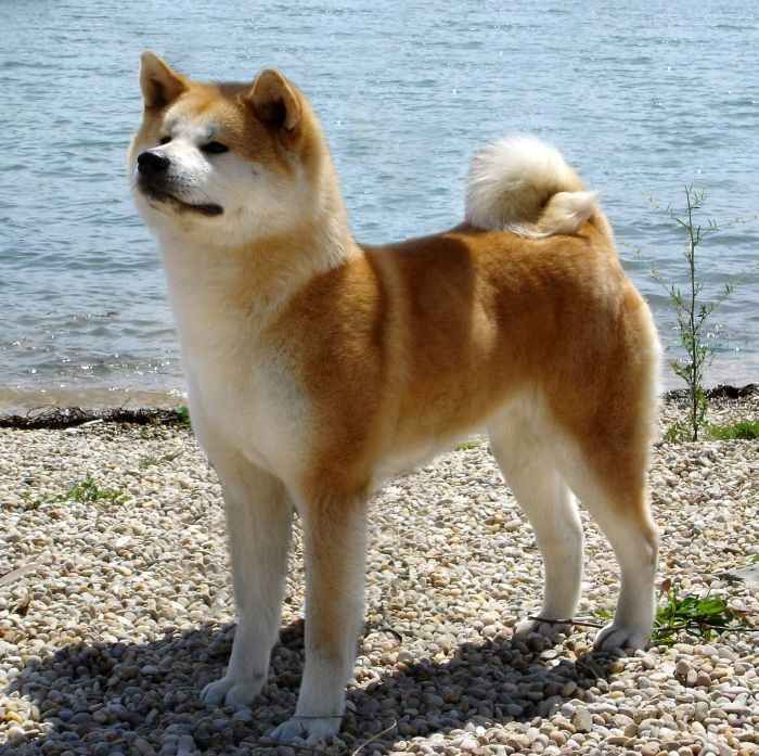 Os crias e o melhor dog - 2