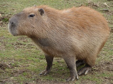 capybara - 1