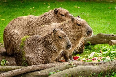 capybara - 2