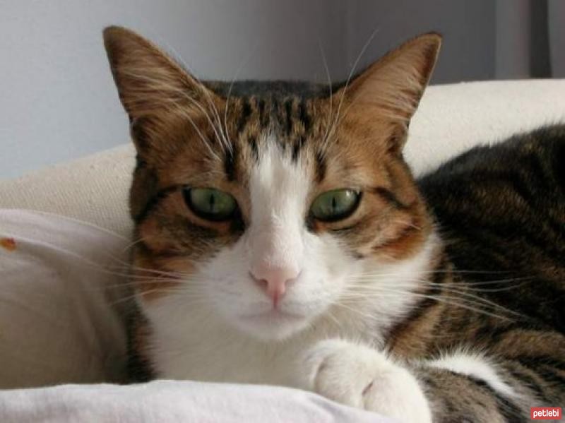 vaveyla dc kedi uwufufu'su - 1