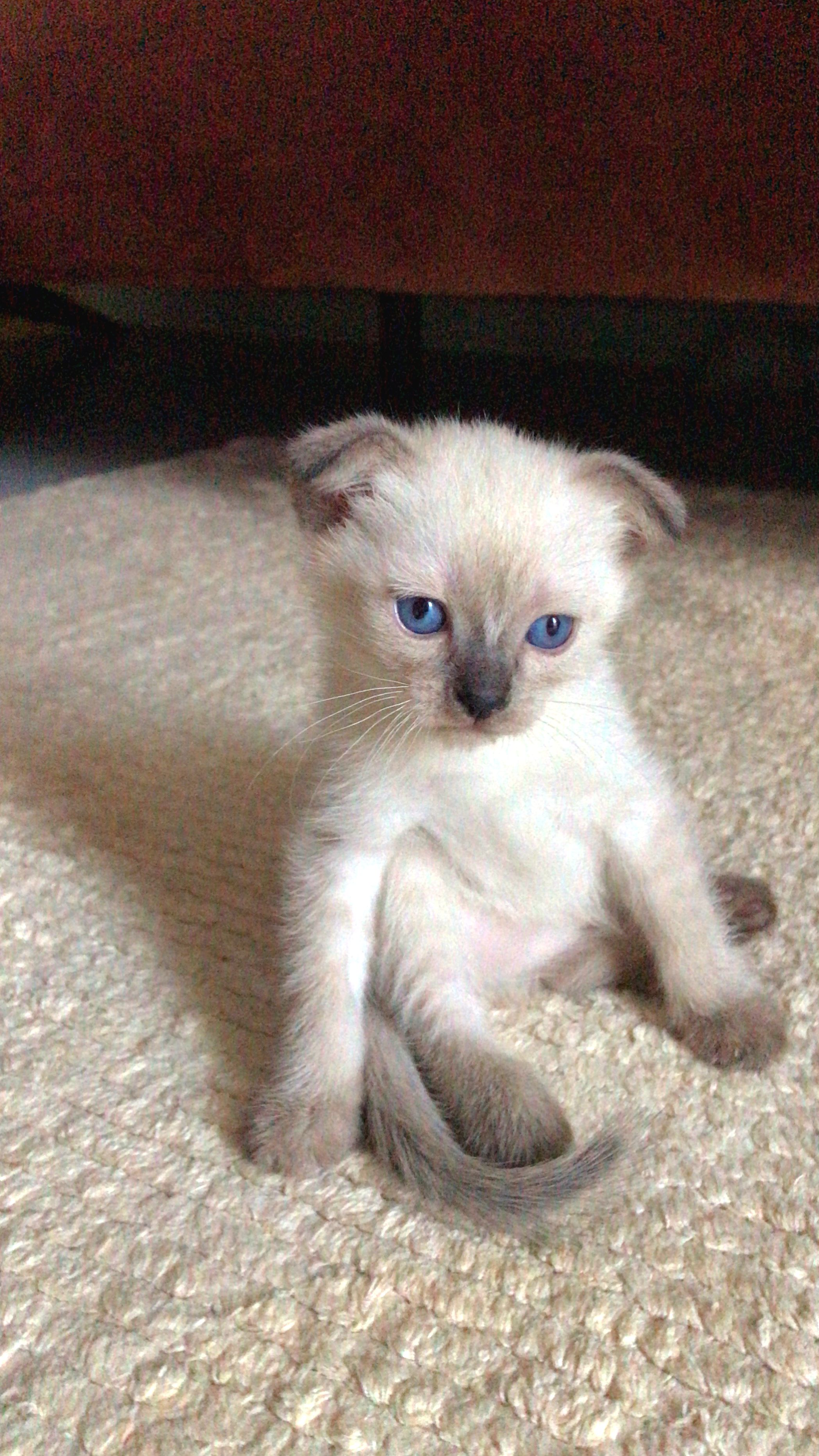 vaveyla dc kedi uwufufu'su - 2