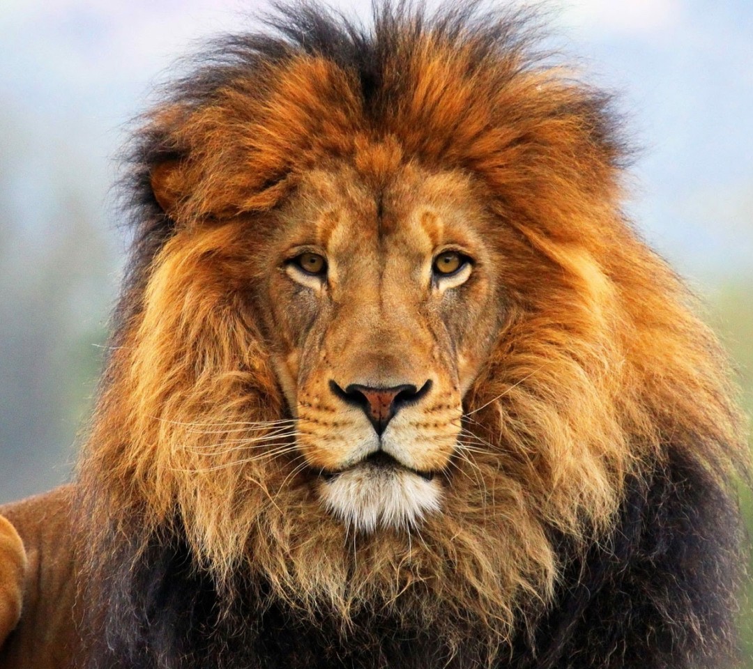 animals - 1