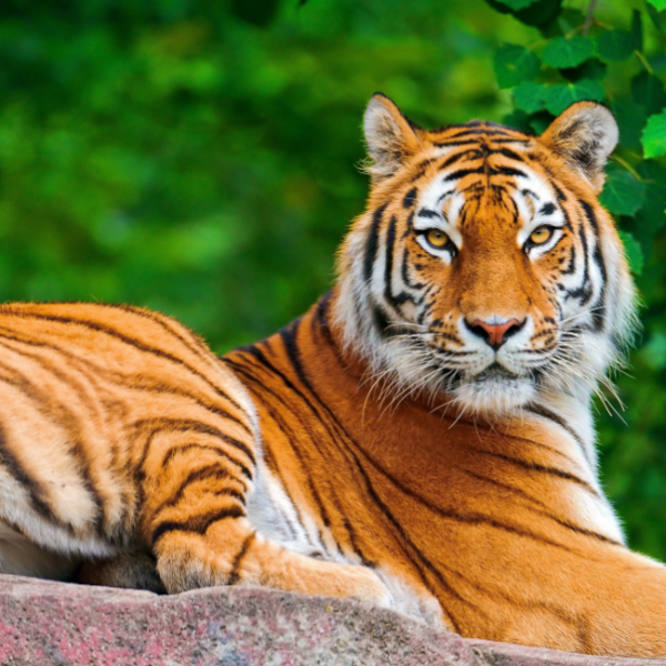 animals - 2