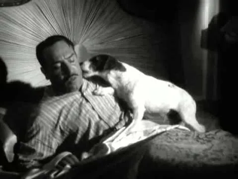 MIGLIOR ANIMALE DELLA STORIA DEL CINEMA - 1