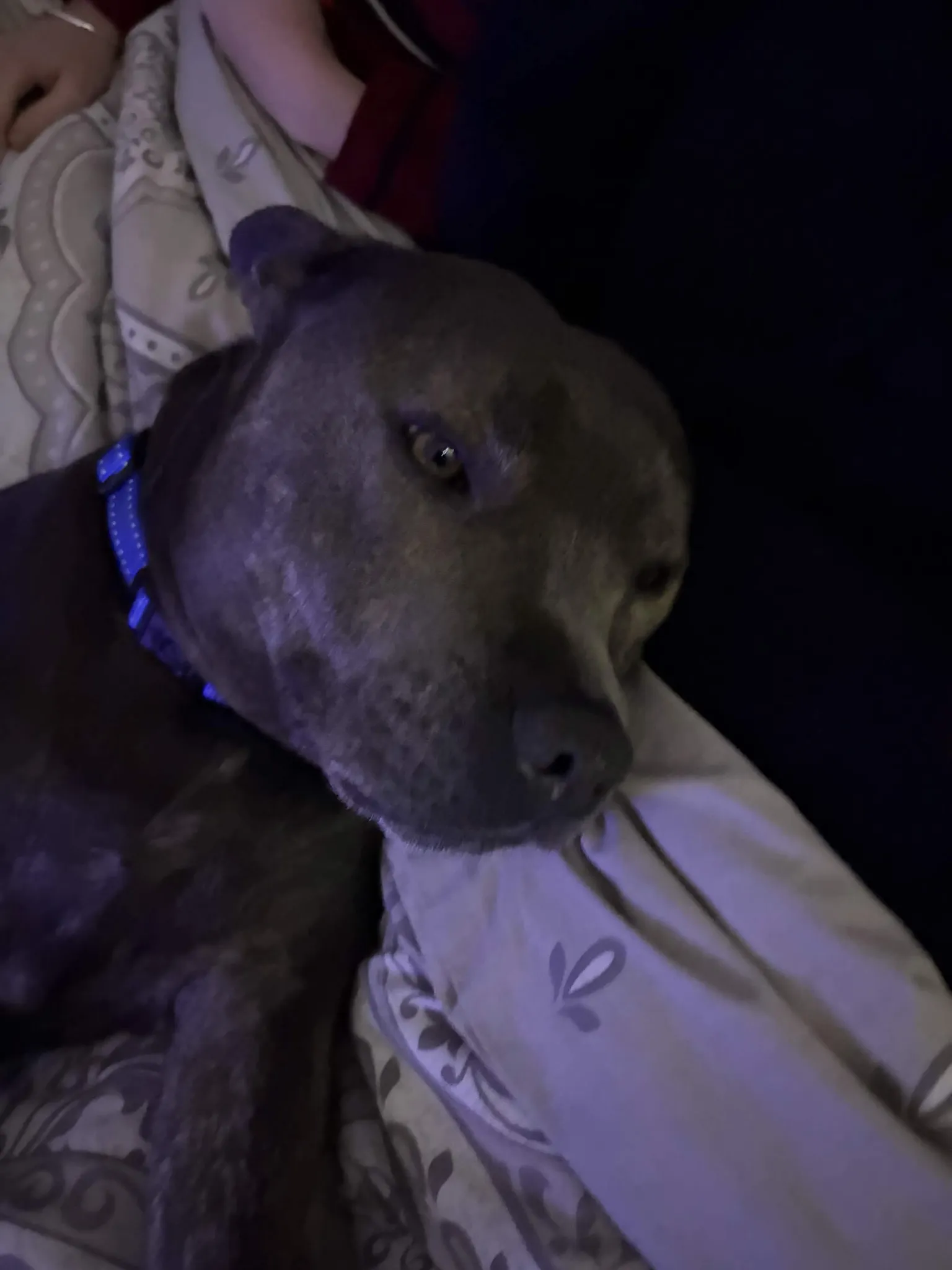 cutest ceejit pet - 1